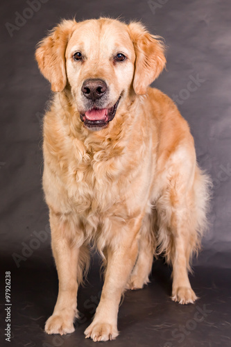 Golden Retriever im Studio