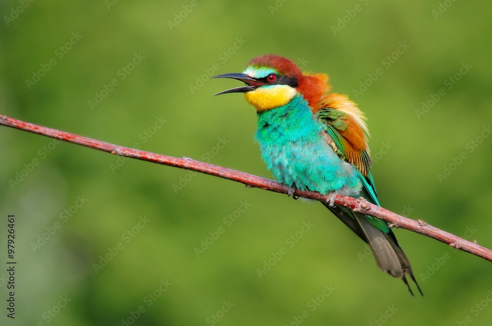 European bee-eater (Merops apiaster) on the branch European bee-eater (Merops apiaster) on the branch
