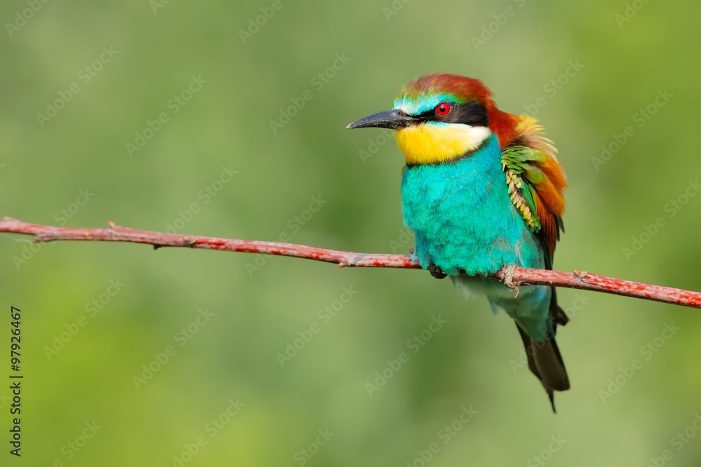 European bee-eater (Merops apiaster) on the branch