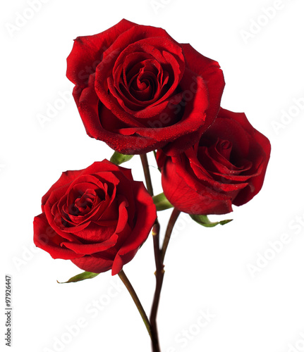 three dark red roses with water drops isolated on white