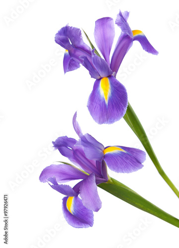 Fototapeta Naklejka Na Ścianę i Meble -  Two Irises isolated on a white background. focus on bottom flower