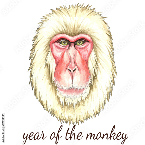 Face of Japanese monkey