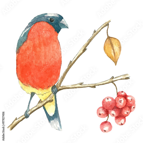 The bullfinch sits on the tree branch
