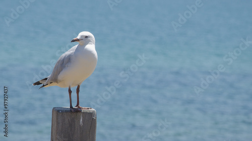 The white Gull on pole nearly the sea