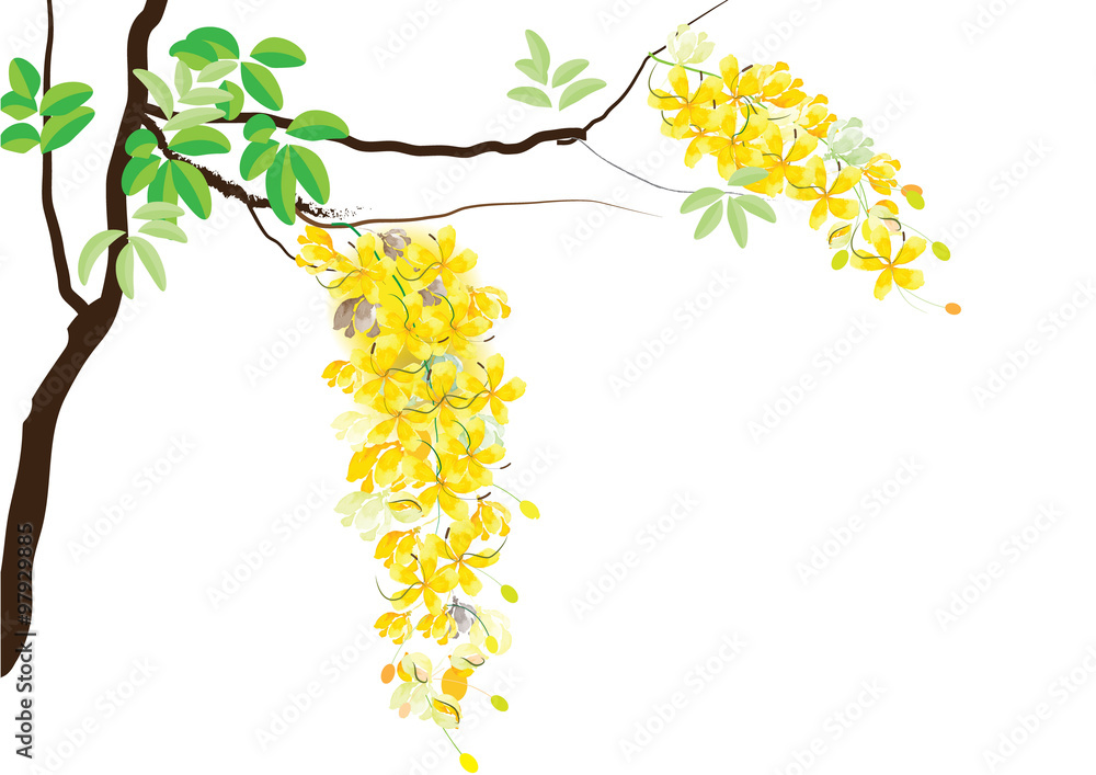 Vetor de Golden shower flowers or Ratchaphruek ,yellow flowers watercolor  look on white background,set of asean national flower for Thailand do Stock  | Adobe Stock