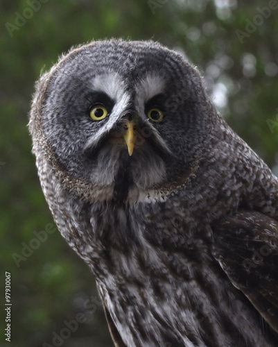 Great Grey Owl or Lapland Owl (Strix nebulosa)