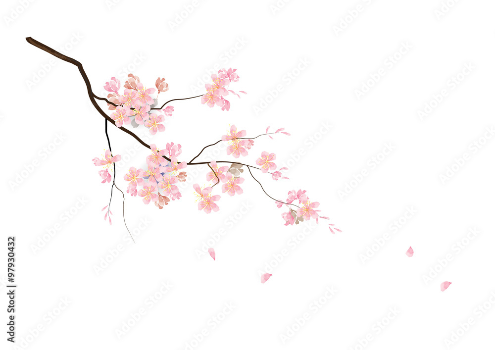 Cherry blossom flowers with branch  on white background,vector illustration - obrazy, fototapety, plakaty 