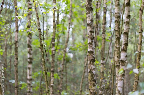 Fototapeta Naklejka Na Ścianę i Meble -  Young birch trees