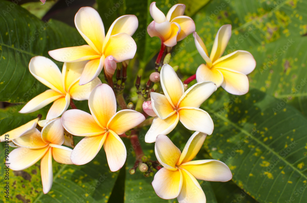 flowers of magnolias an Asian plant flowers of magnolias an Asian plant