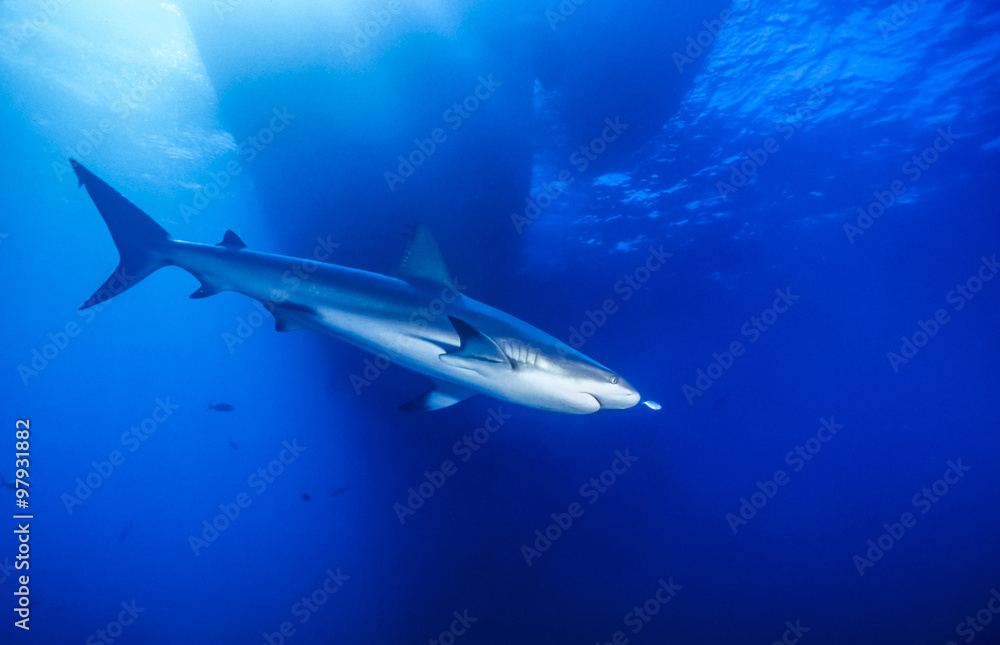 Fototapeta premium Caribbean reef shark,Carcharhinus perezii