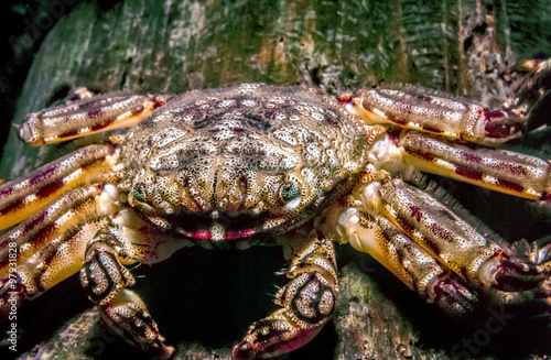 Petrolisthes armatus, the green porcelain crab