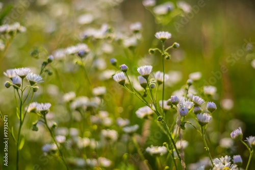 Wild white flowers