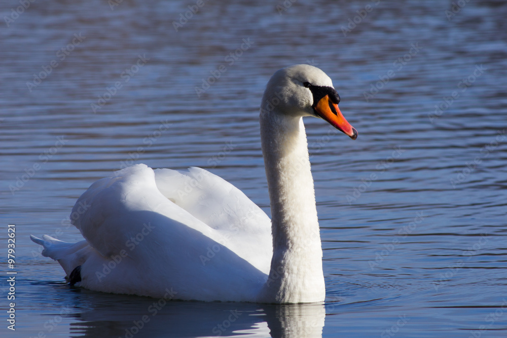Naklejka premium Höckerschwan (Cygnus olor), schwimmend auf einem See 