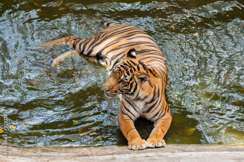 Fototapeta Naklejka Na Ścianę i Meble -  Young Tiger bathing in the water
