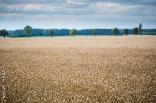 Corn field landscape