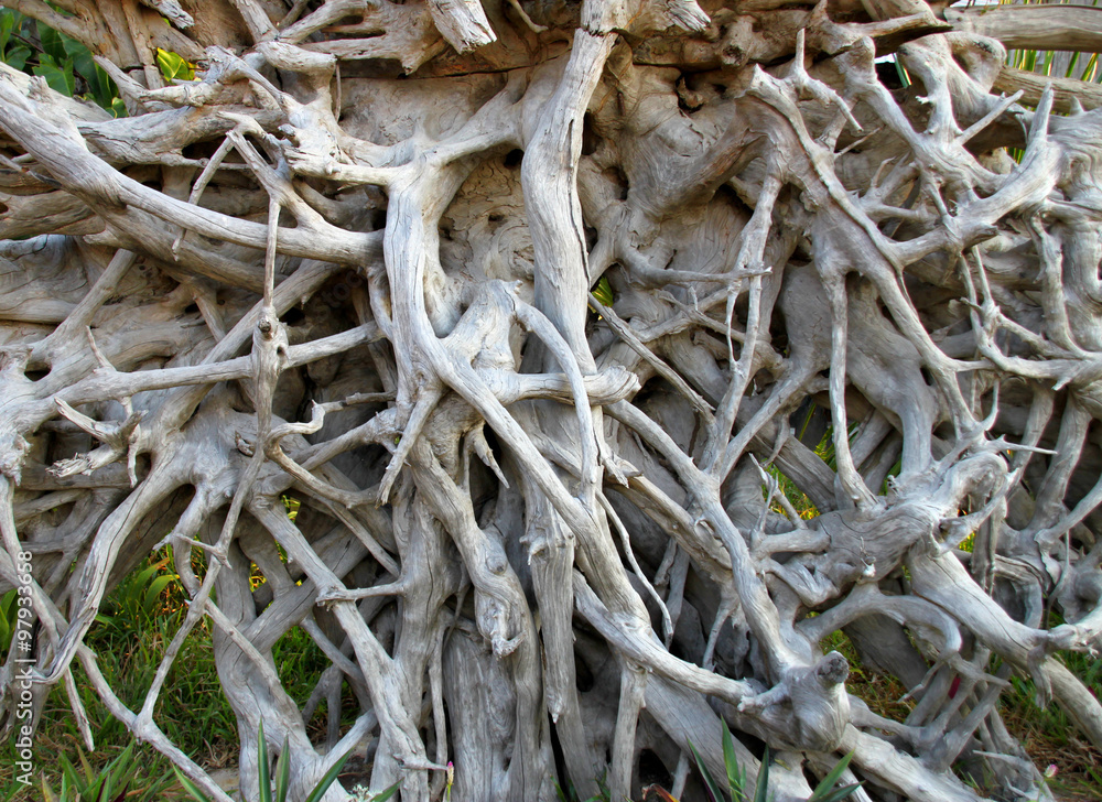 root of tree as a fence