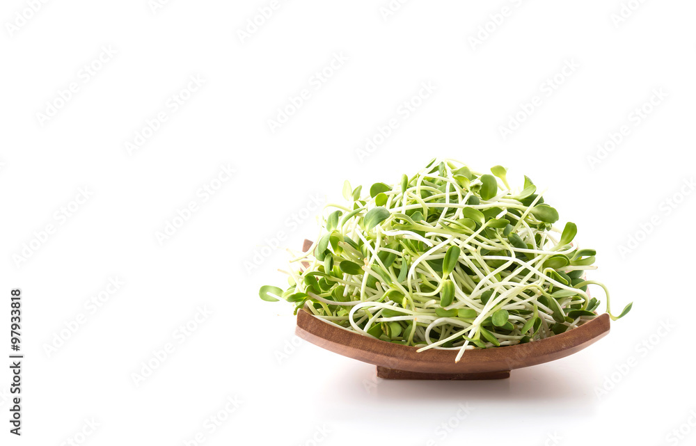 Sunflower Sprouts Sunflower Sprouts