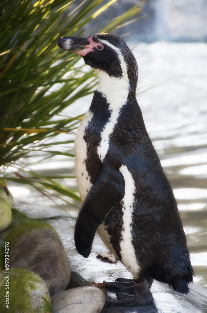 Obraz premium Pingüino en el zoo de Oporto