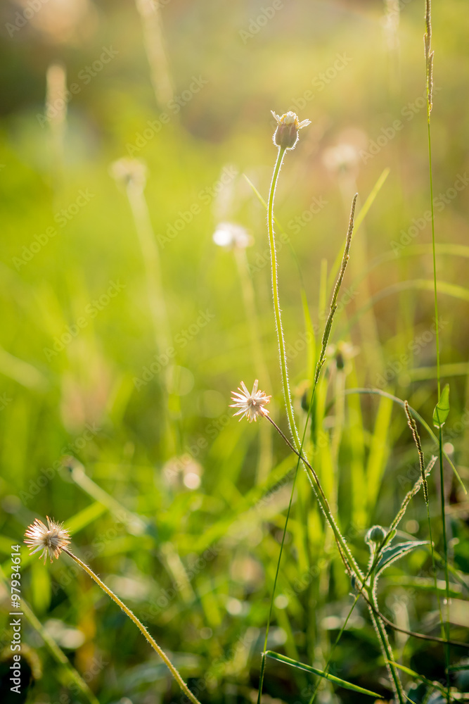 green grass background with sunlight