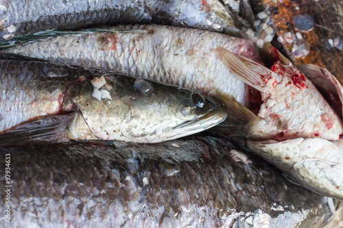 Giant snakehead fish.For cook photo