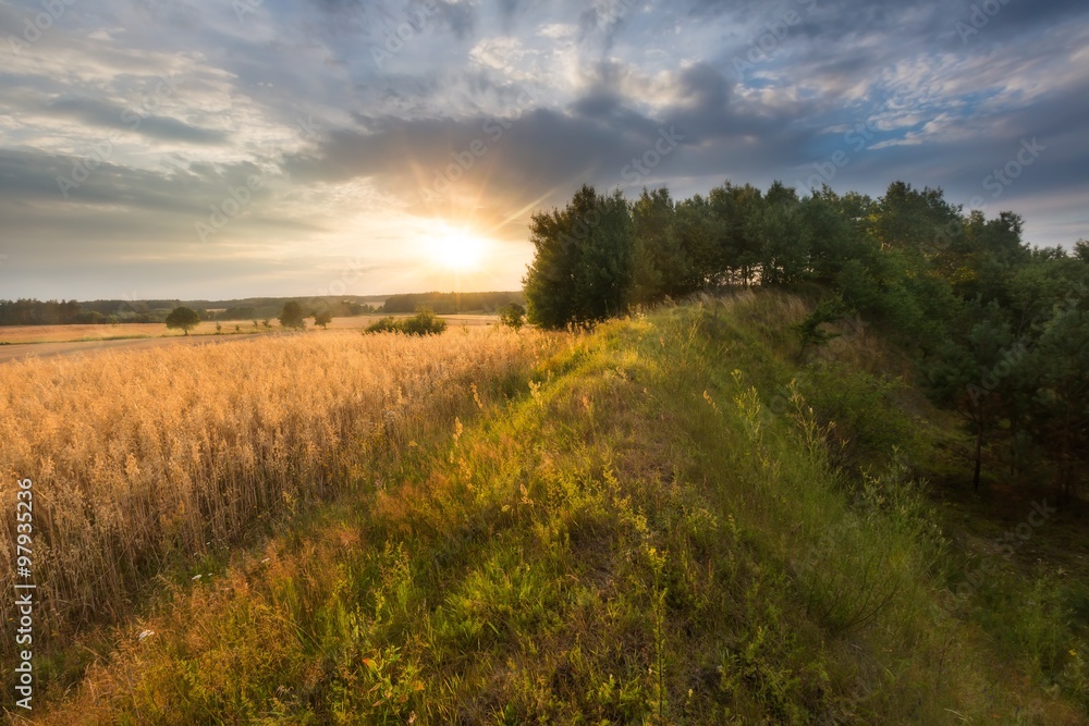 Obraz premium Corn field landscape