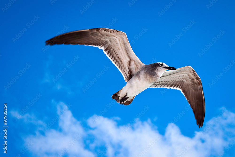 Obraz premium Seagull flying