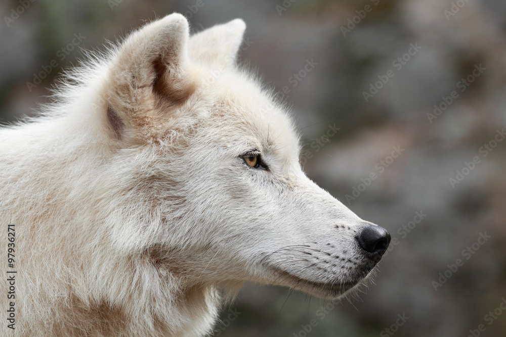 loup arctique 