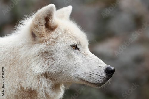 loup arctique 