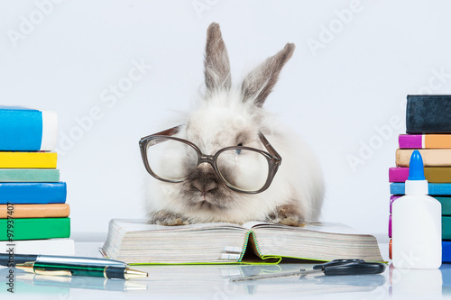 Funny dwarf rabbit with glasses reading a book