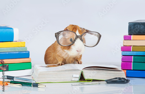 Guinea pig with glasses reading a book