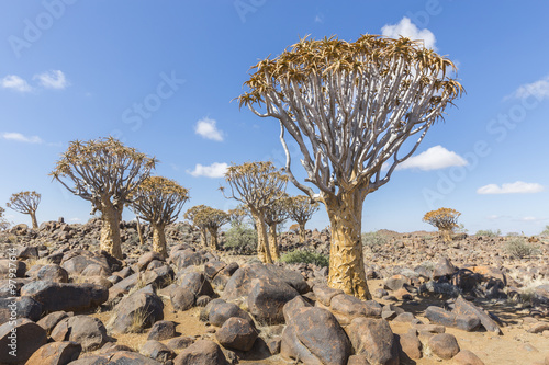 The quiver tree, or aloe dichotoma, or Kokerboom, in Namibia photo