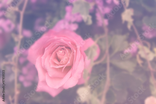 Vintage rose flower bouquet soft background