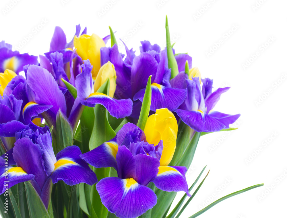spring tulips and irises spring tulips and irises