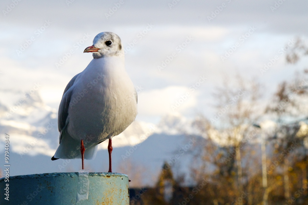 Obraz premium Gabbiano