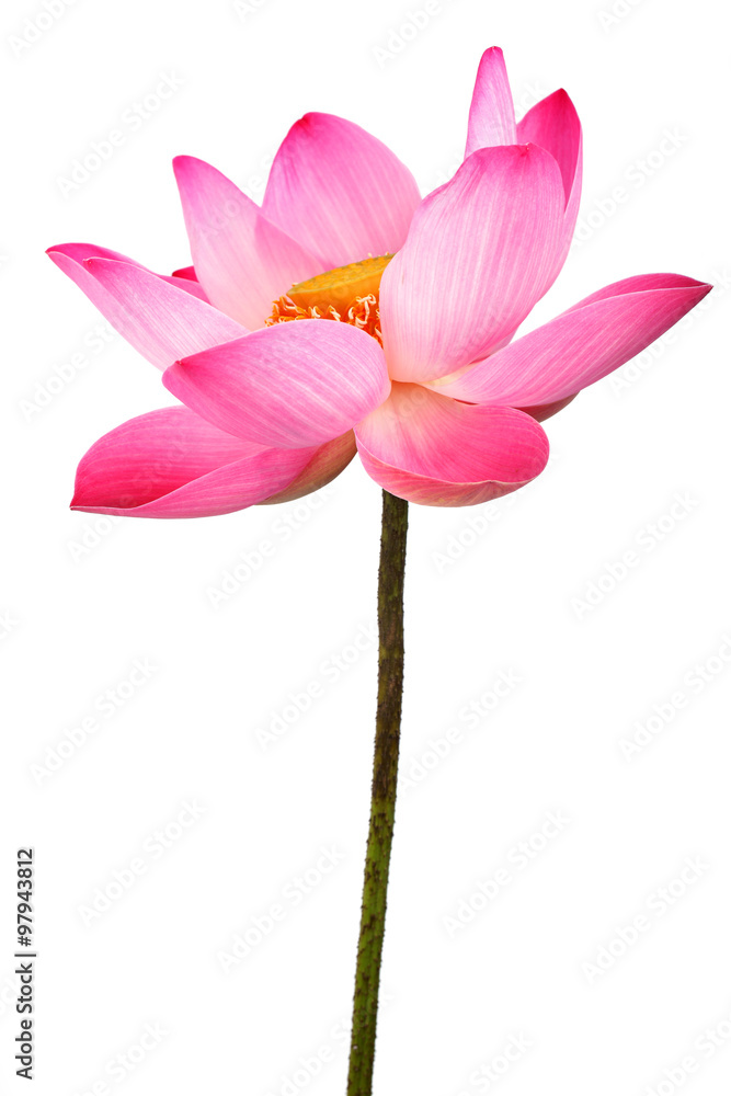 lotus flower isolated on white background. lotus flower isolated on white background.