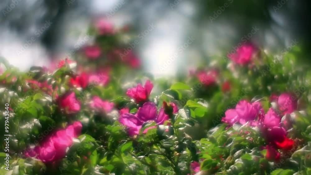 Wonderful sunlit wild rose hedge with pink flower and flying bees on misty forest background. Amazing soft garden background for dreamlike mood. Adorable view of lyric nature in amazing full HD clip. Wonderful sunlit wild rose hedge with pink flower and flying bees on misty forest background. Amazing soft garden background for dreamlike mood. Adorable view of lyric nature in amazing full HD clip.