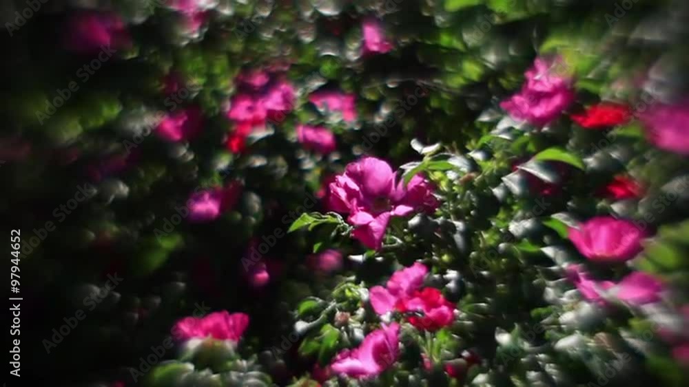 Wonderful sunlit wild rose bushes with pink flowers and flying bees on background with unusual light. Amazing garden background in fairy tale style. Adorable view of lyric nature in amazing full HD. Wonderful sunlit wild rose bushes with pink flowers and flying bees on background with unusual light. Amazing garden background in fairy tale style. Adorable view of lyric nature in amazing full HD.