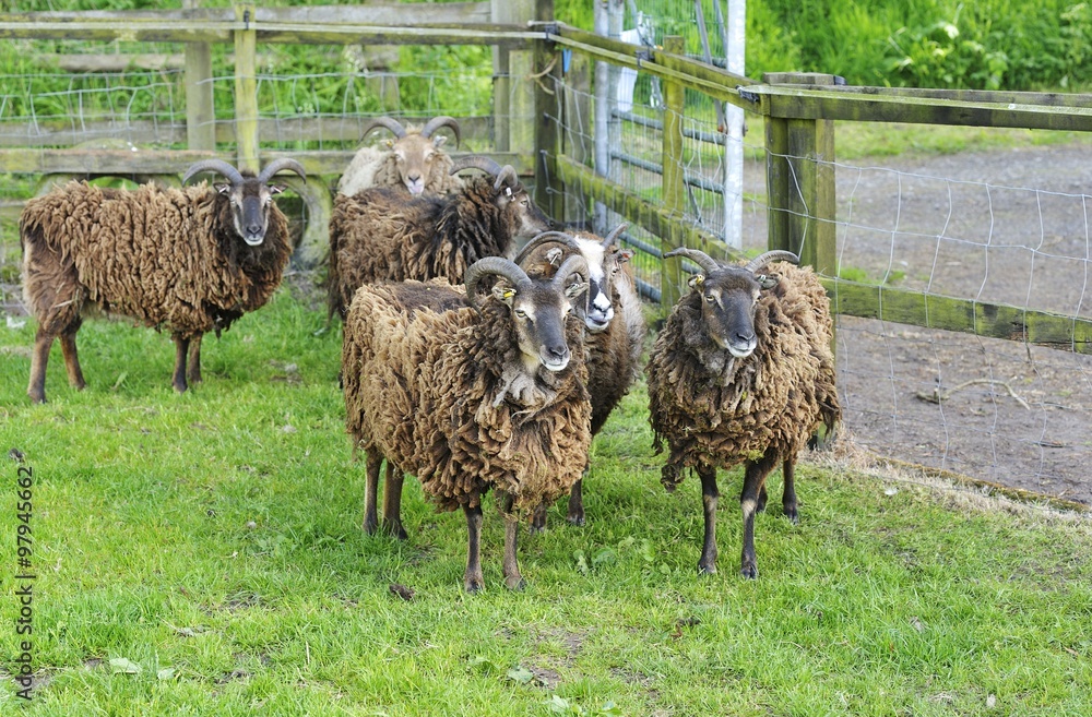 Obraz premium Brown rare breed sheep