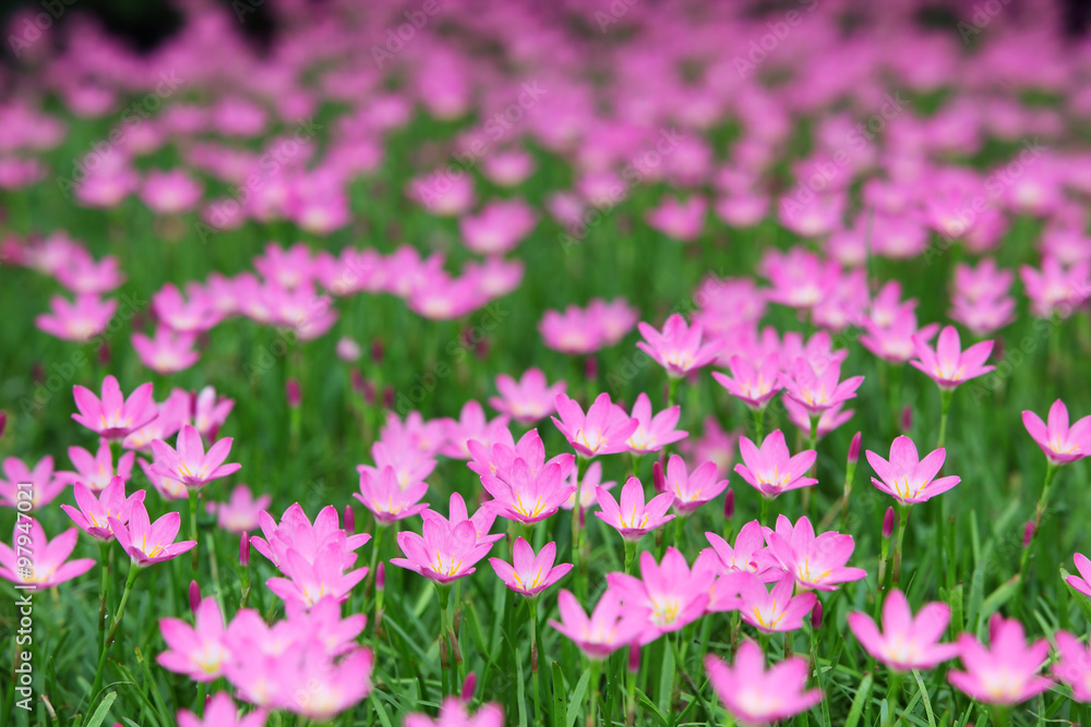 Fototapeta premium rain lily flower