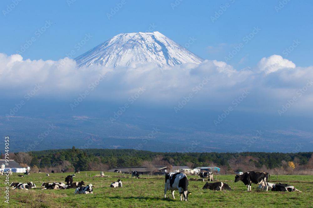 Fototapeta premium 霧降高原の牧場と富士山