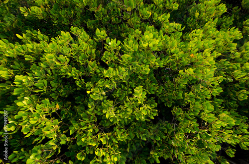 top view of green forest mangrove with green and yellow leave  wide angle