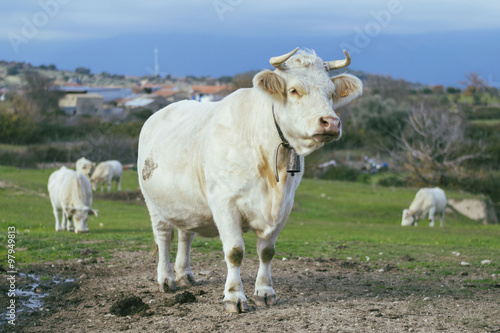 vaca blanca