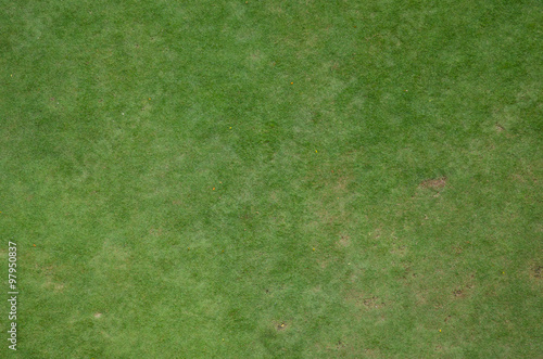 rough green grass and dirt as background texture