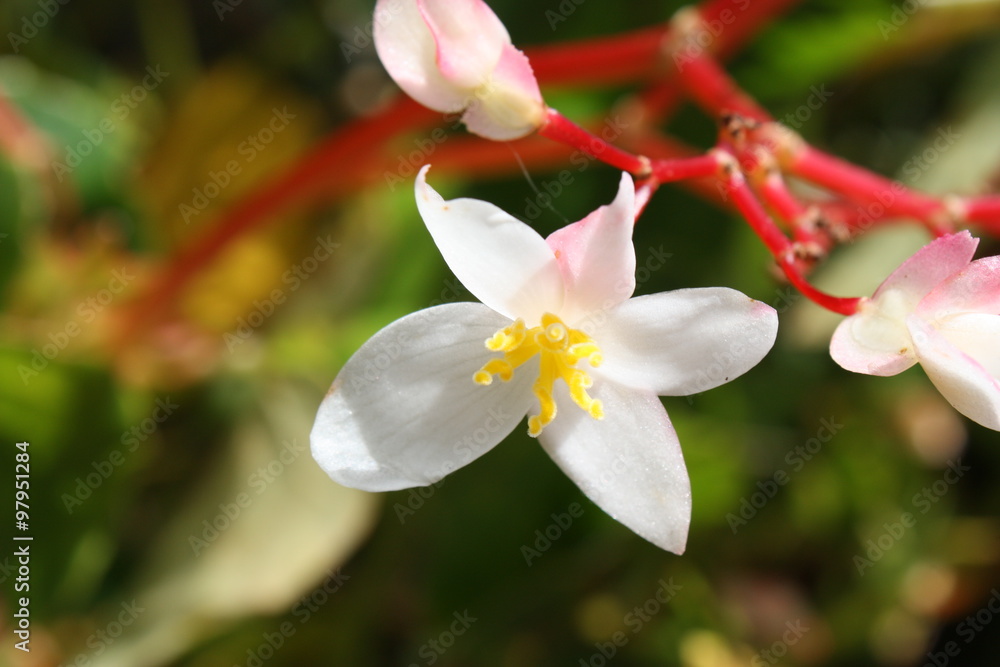 Fleurs de la Réunion