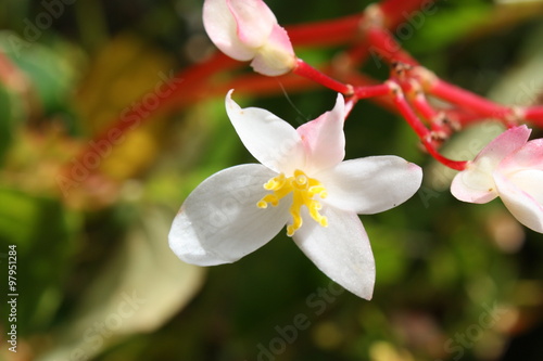 Fleurs de la Réunion