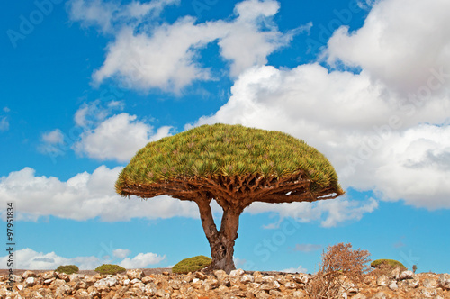Due alberi di Drago gemelli sulla strada per l'altopiano Dixam, rocce rosse, area protetta, isola di Socotra, Yemen, amore, simbolo del matrimonio