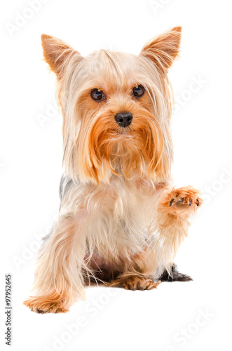 Portrait of Yorkshire terrier sitting with a raised paw