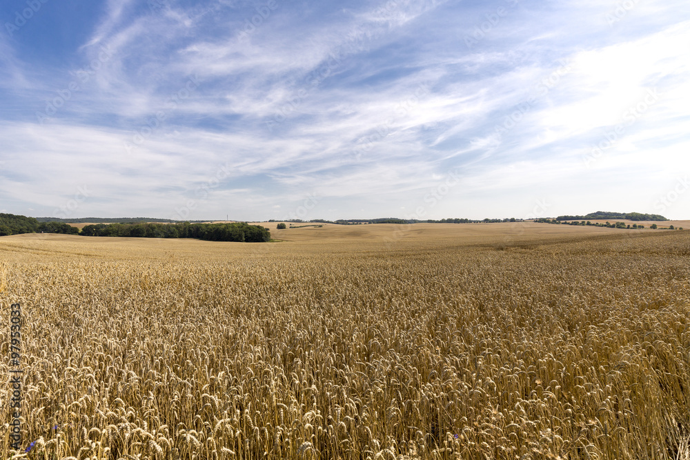 HDR panorama of a wheat field and dramatic sky