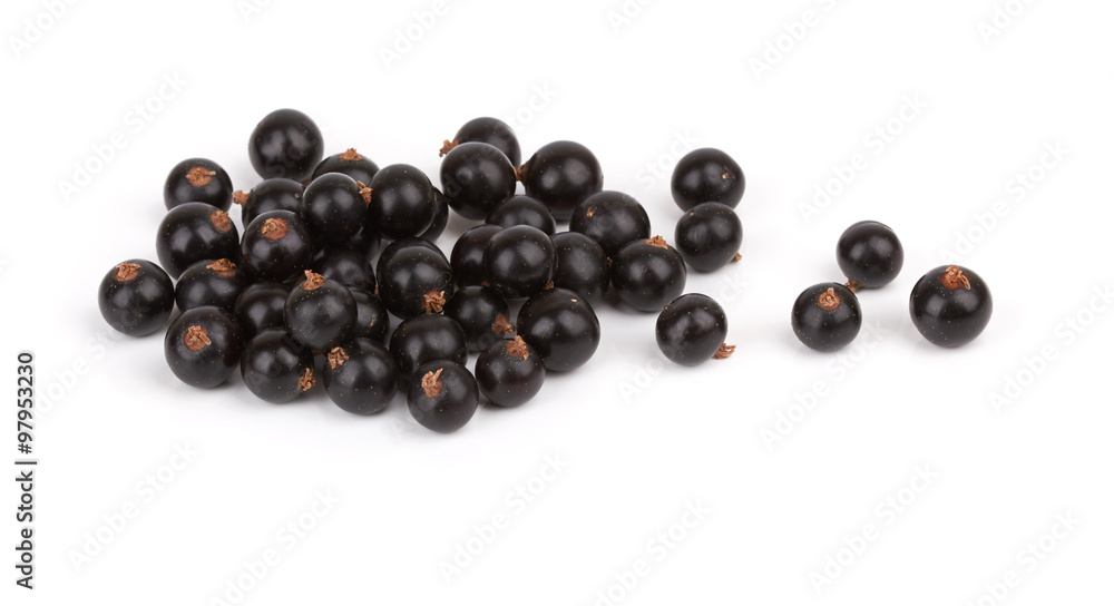 black currant black currant