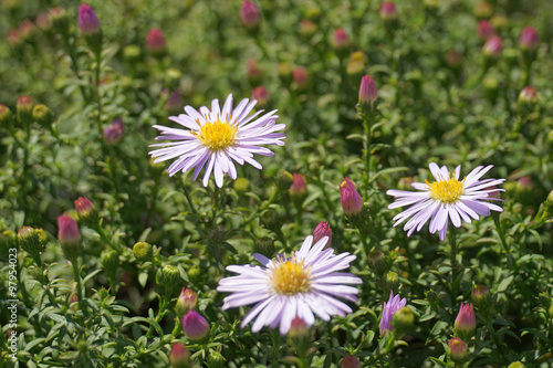 Aster alpinus Albus